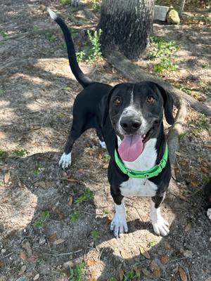 Good-Boy, Mixed, adult, available for adoption