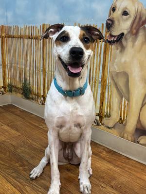 Hadley (Scrapple), Mixed, available for adoption