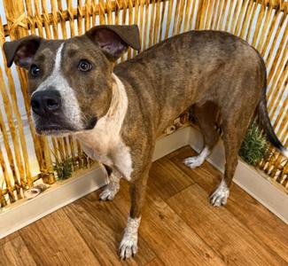 Cholo, Mixed, available for adoption