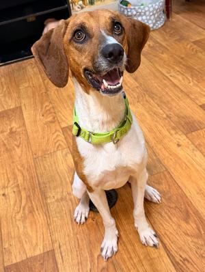 Finnley, Mixed, adult, available for adoption