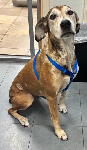 Danni, Mixed, senior, available for adoption
