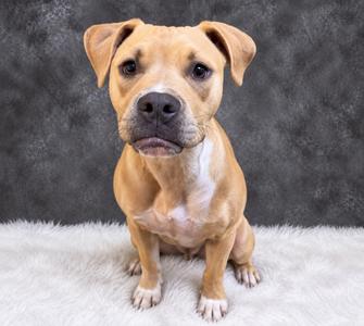 EEVEE, Mixed, available for adoption