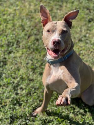 A tan pitbull mix dog with large ears sits on green grass with its mouth open and one paw raised.