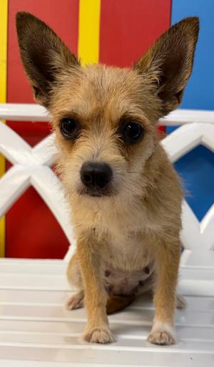 Lexi, Mixed, adult, available for adoption