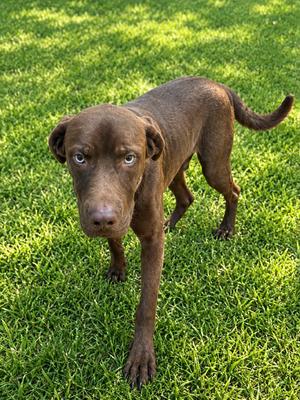 Branch, Mixed, available for adoption