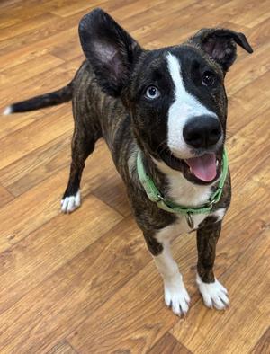 Luckie, Mixed, available for adoption
