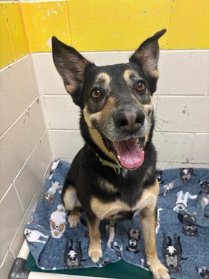Kobe, Mixed, adult, available for adoption