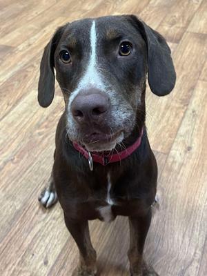 Choppa, Mixed, adult, available for adoption