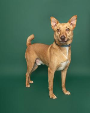 A light brown dog with a white chest and a blue collar standing against a green background.
