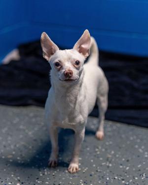 Aldridge, Chihuahua, adult, available for adoption