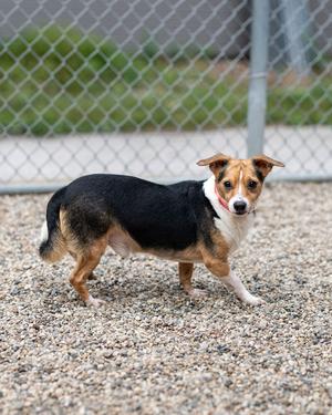 Andy, Chihuahua / Beagle, adult, available for adoption