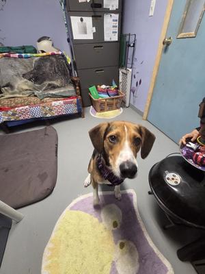Izzie, Beagle, puppy, available for adoption