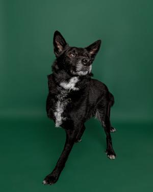 A black dog with a white patch on its chest standing on a green background.
