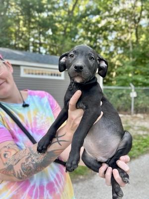 Mantis***Fostered***, Mixed Breed, puppy, available for adoption