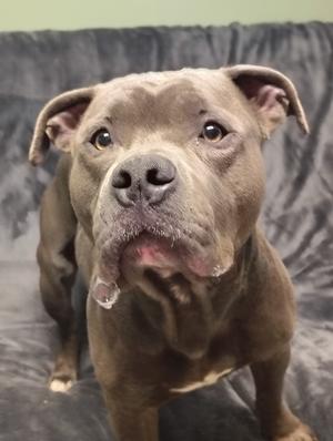 A brown dog with a muscular build and a broad face, standing on a gray surface. The dog has a slightly open mouth, revealing its teeth, and its ears are perked up. The background is a plain gray fabric.