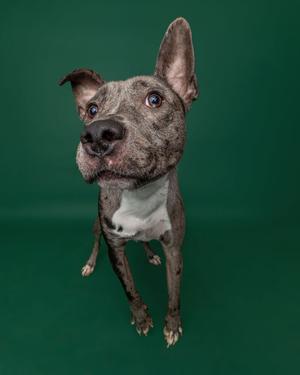 A gray and white dog with pointed ears and a black nose, standing on a green background.