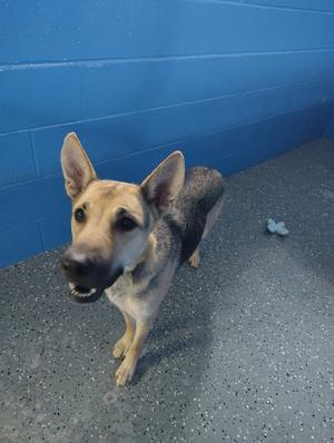 Ruby, German Shepherd Dog, adult, available for adoption