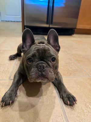 Pua`a (formerly Nugget), French Bulldog, adult, available for adoption