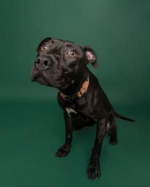 A black dog with a brown collar standing on a green background.