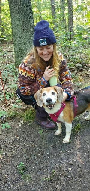 Max, Beagle, senior, available for adoption