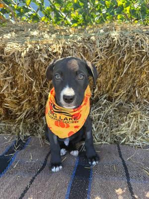 Cricket***fostered***, Mixed Breed, puppy, available for adoption