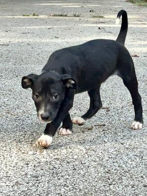 Cicada***Fostered***, Mixed Breed, puppy, available for adoption