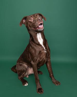 A brown dog with a white patch on its chest sitting on a green background.