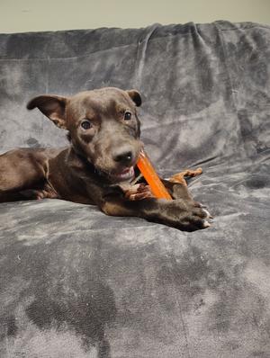 A brown puppy lying on a gray blanket, chewing on an orange toy.