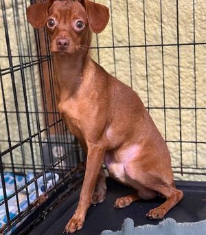 Callaway, Chihuahua / Dachshund, adult, available for adoption