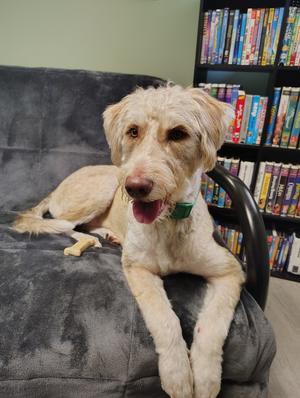 Milo, Goldendoodle / Husky, adult, available for adoption