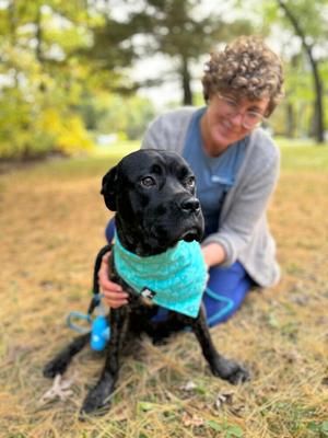 Hooligan, Mastiff, young, available for adoption