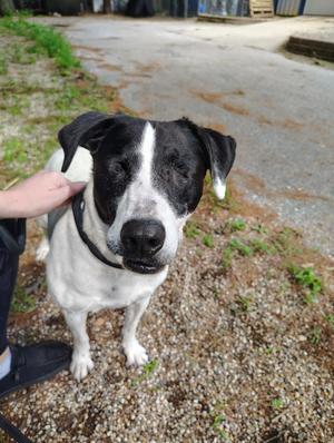A black and white dog with floppy ears standing on a gravel path, being petted by a person's hand.