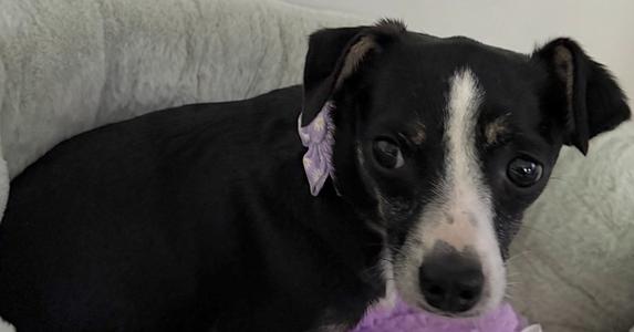 Dixie, Chihuahua, adult, available for adoption