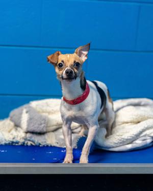 A small dog with a white and black coat and a red collar stands on a blue surface, with a white blanket behind it.
