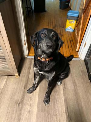 Sadie, Black Labrador Retriever, young, available for adoption