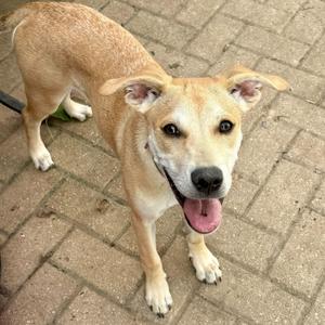 A happy brown dog with floppy ears and a pink tongue standing on a brick pavement.