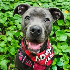 Scottie, Pit Bull Terrier, young, available for adoption