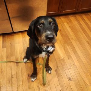 Barnaby, Labradoodle, puppy, available for adoption