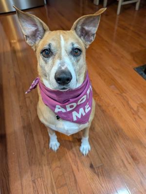 Ava, Mixed Breed, adult, available for adoption