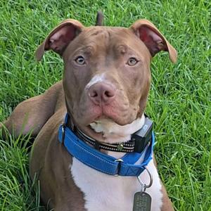 Crash-"Kash", Pit Bull Terrier, puppy, available for adoption