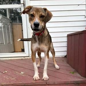 Roscoe, Mixed Breed, puppy, available for adoption