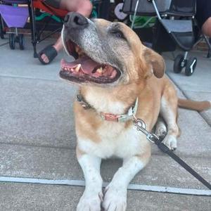 A happy dog with its mouth open, lying on the ground.