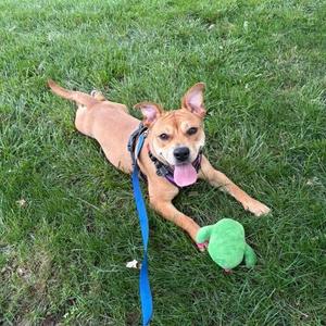 A brown dog lying on grass with a green toy in its mouth.