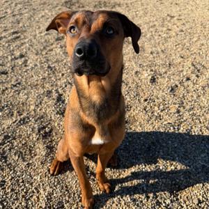 Boone, Mixed Breed, puppy, available for adoption