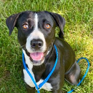Daisy, Border Collie / Labrador Retriever, puppy, available for adoption