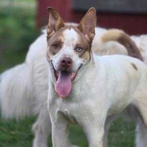 Baxter, Australian Cattle Dog / Blue Heeler / Husky, young, available for adoption