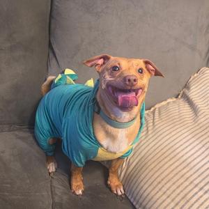 A happy dog wearing a blue and yellow outfit, sitting on a couch with a striped pillow.