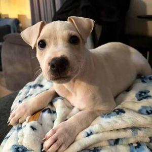 Joy, Mixed Breed, puppy, available for adoption