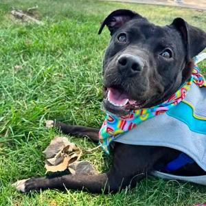 Cinderella, American Staffordshire Terrier, young, available for adoption