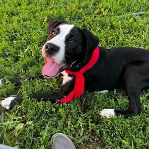 Link, Mixed Breed, young, available for adoption